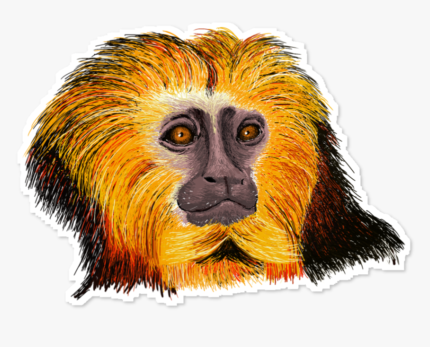 Mico Leão Png, Transparent Png, Free Download