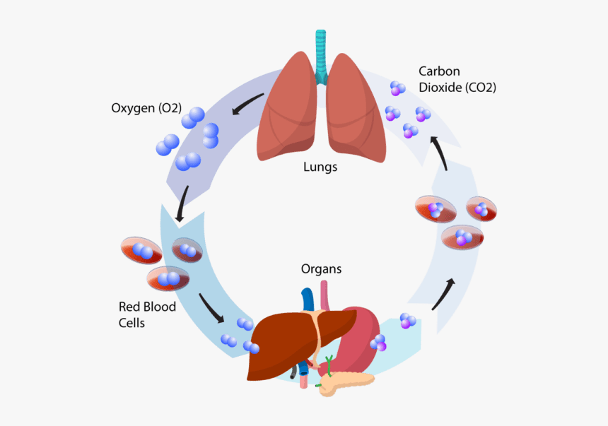 Breathworks Graphic - Cartoon, HD Png Download, Free Download