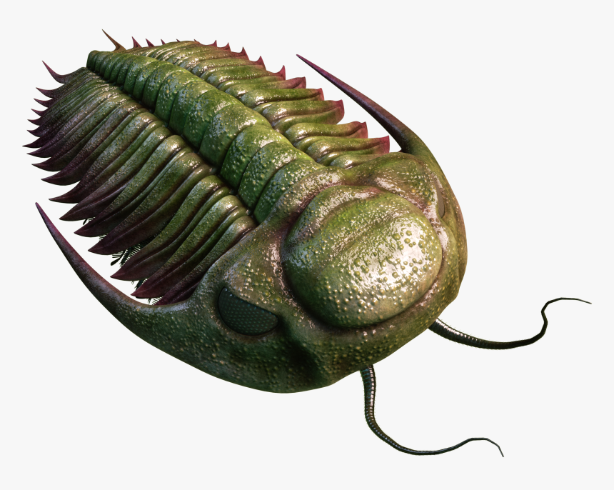 Estonian Museum Of Natural History - Trilobite Png, Transparent Png, Free Download