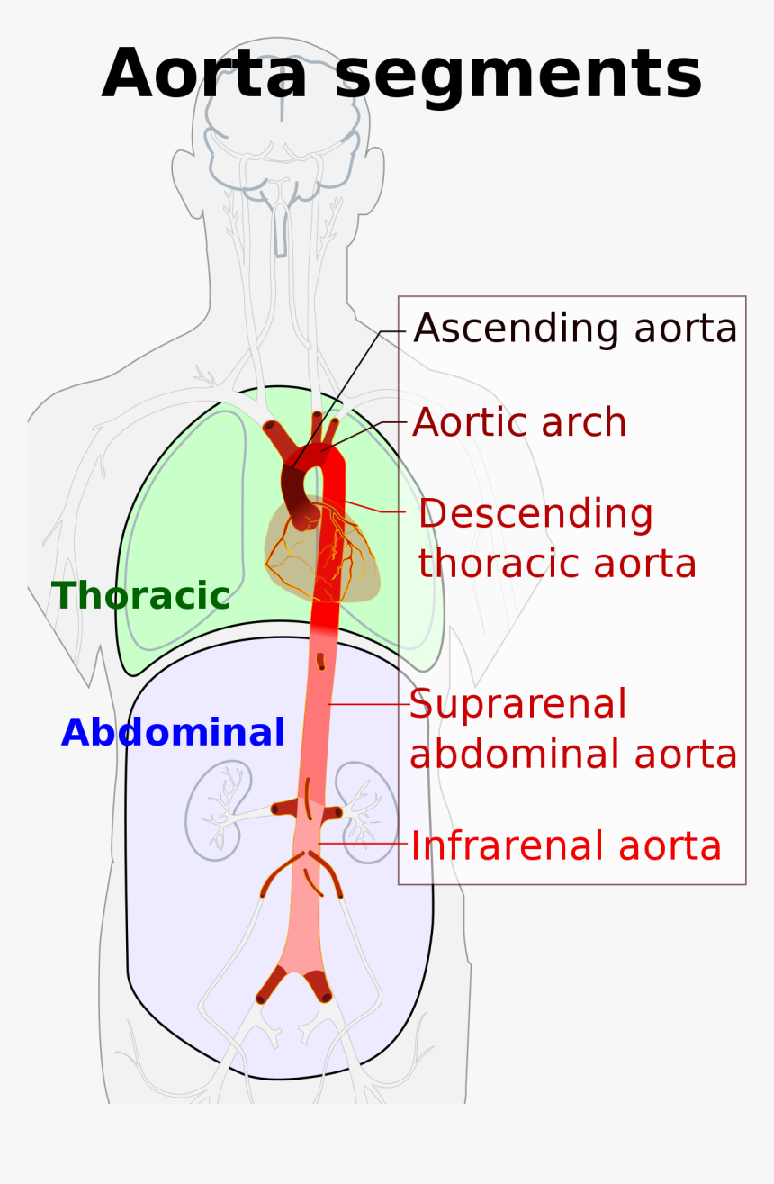 Thoracic Vs Abdominal Aorta, HD Png Download, Free Download