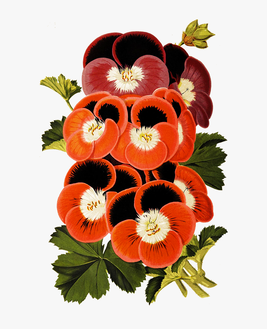 Pansies For Scrapbooking - Illustration, HD Png Download, Free Download