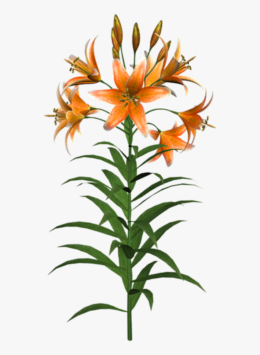 #flowers #lillies #pixabay #freetoedit - Orange Lily, HD Png Download, Free Download