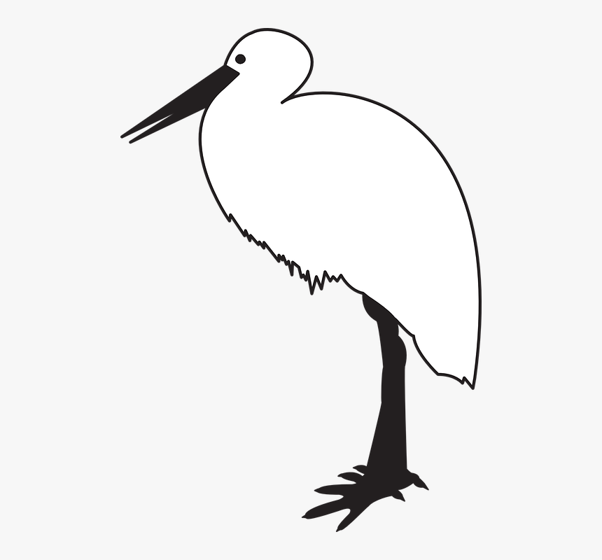 Water Bird, HD Png Download, Free Download