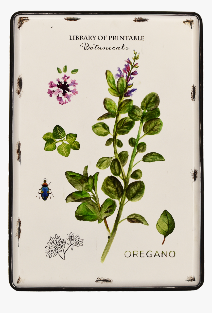 Metal Art - Oregano - Gadget, HD Png Download, Free Download