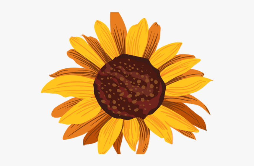 Sunflower Drawing Transparent Background, HD Png Download, Free Download