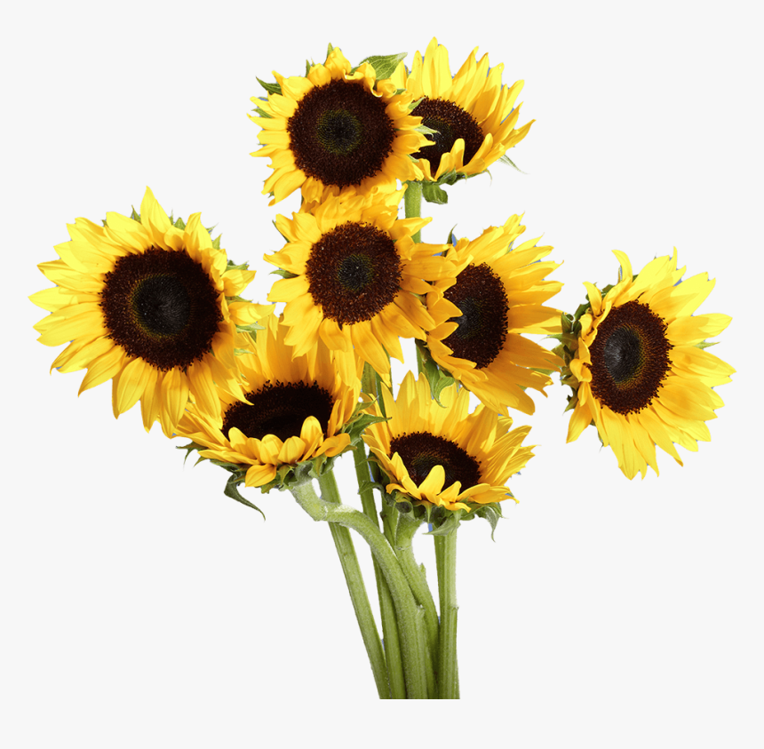 Sunflower, HD Png Download, Free Download