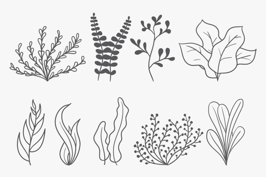 Sea Weed Vector Icons - Vẽ Rong Biển, HD Png Download, Free Download