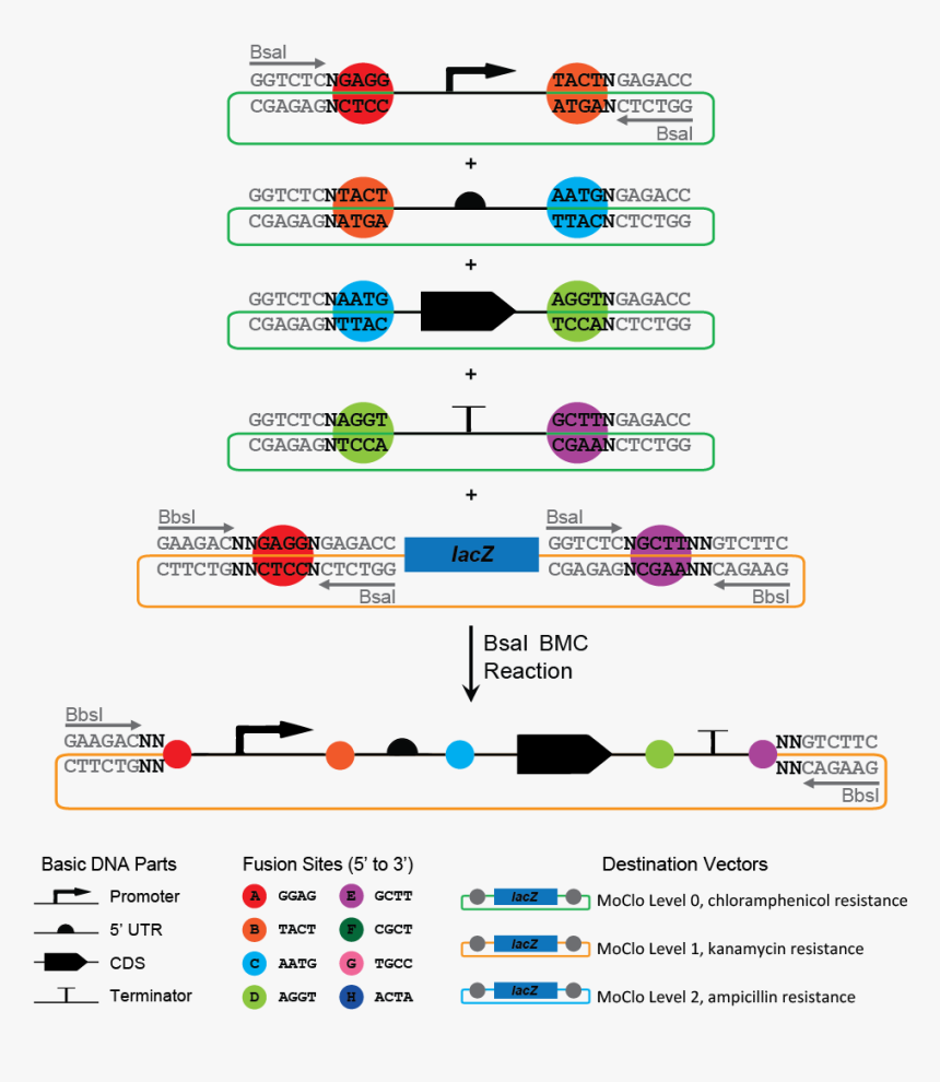 Rbs Dna, HD Png Download, Free Download