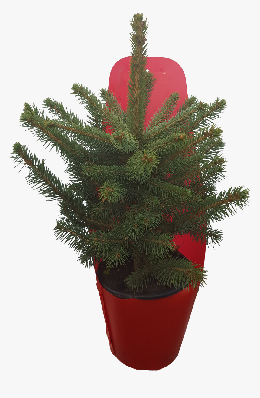Transparent Charlie Brown Christmas Tree Png - Houseplant, Png Download, Free Download