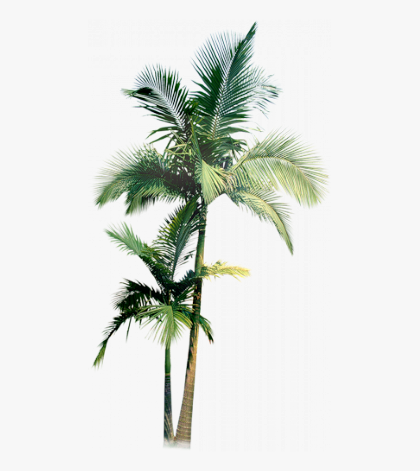 Palm Tree Watercolor Png, Transparent Png, Free Download