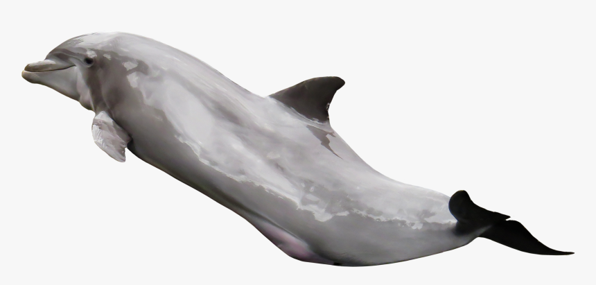 Dolphin On Transparent, HD Png Download, Free Download