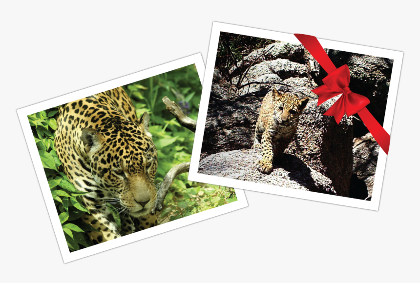 Ocelot Png, Transparent Png, Free Download