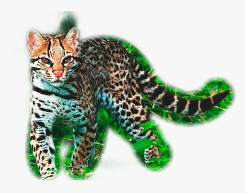 Felinos En La Rivera Maya, HD Png Download, Free Download