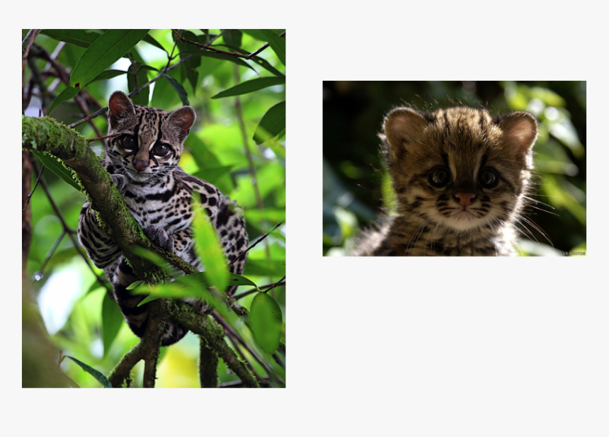 Picture - Adaptations Do Ocelots Have, HD Png Download, Free Download