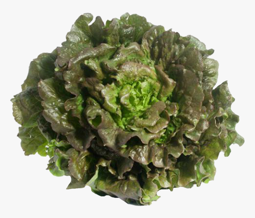 Red Leaf Lettuce, HD Png Download, Free Download