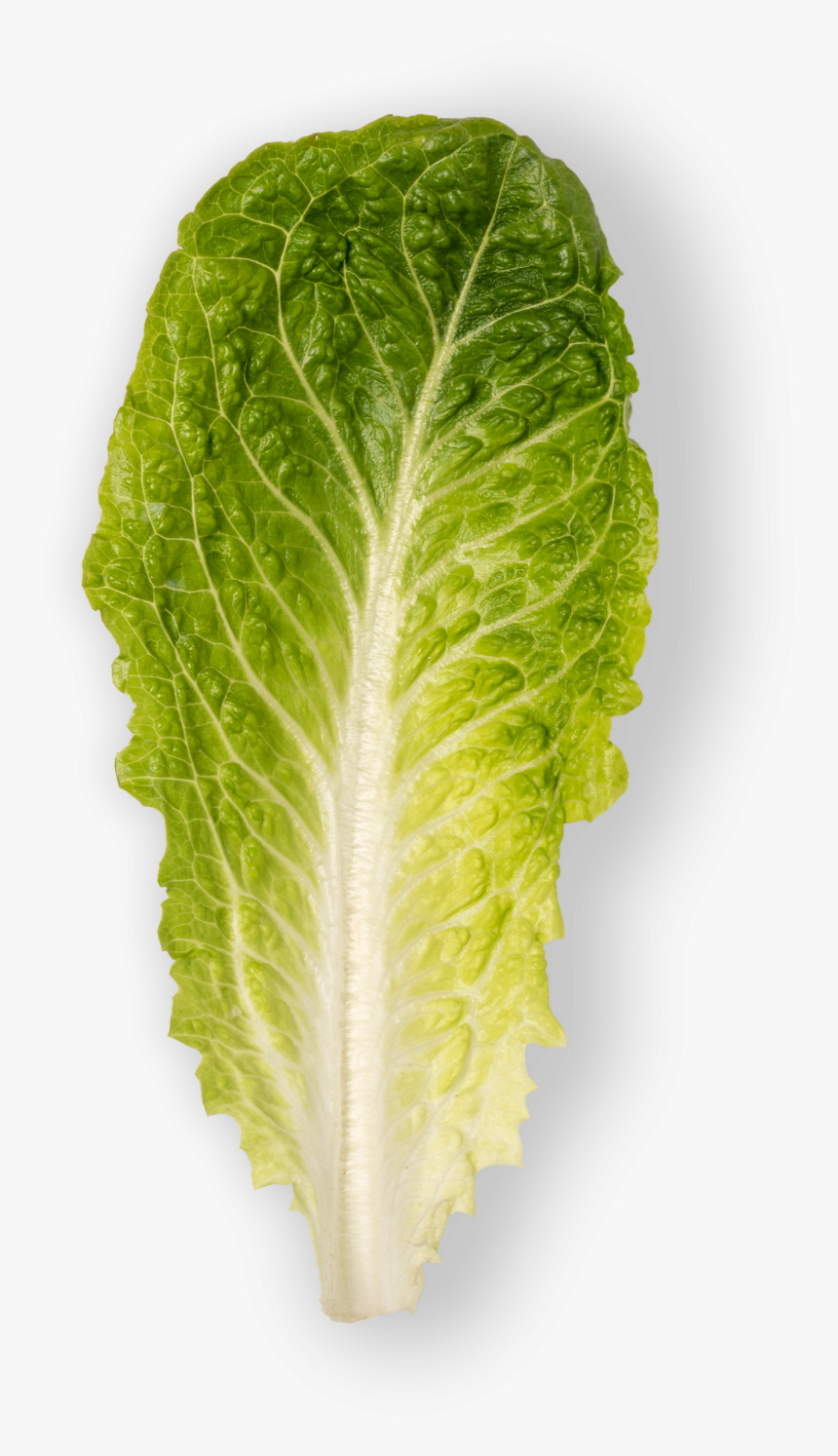 Romaine Lettuce Leaf, HD Png Download, Free Download