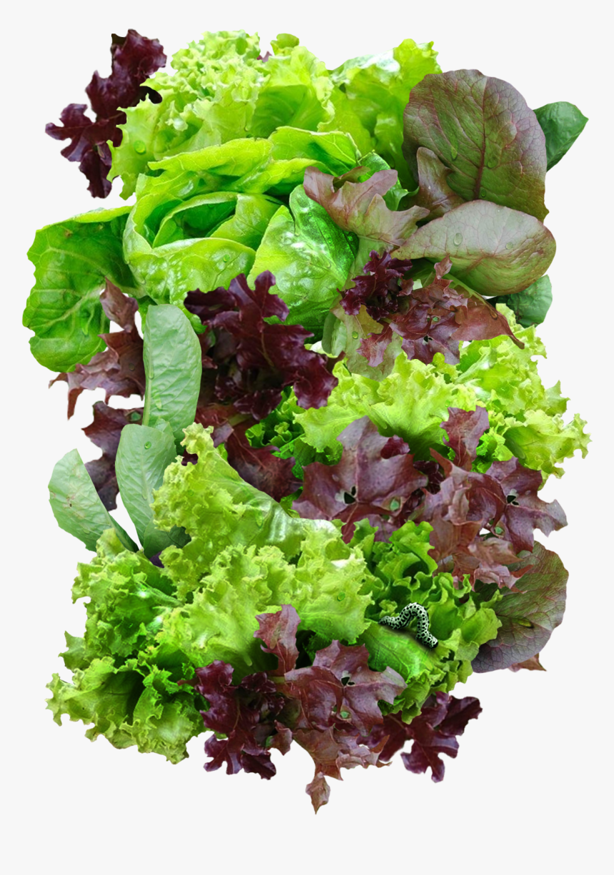 Romaine Lettuce Png, Transparent Png, Free Download