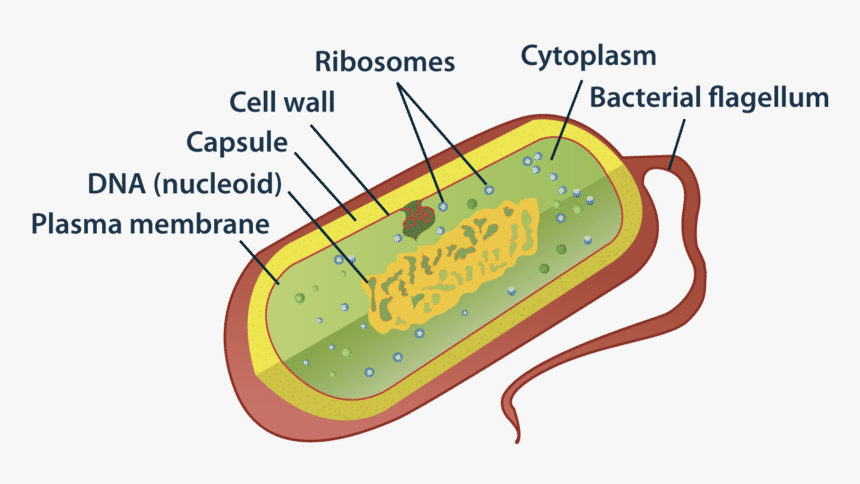 Строение бактериальной клетки. Прокариотическая клетка. Строение прокариотической клетки рисунок. Клеточная стенка прокариотической клетки. Цитоплазма прокариотическая клетка