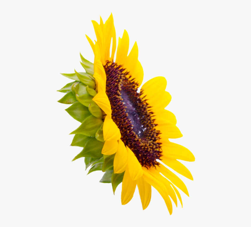 Sunflowers Png Creative - 向日葵 图片 壁纸, Transparent Png, Free Download
