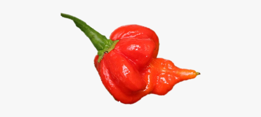 Habanero Chili, HD Png Download, Free Download