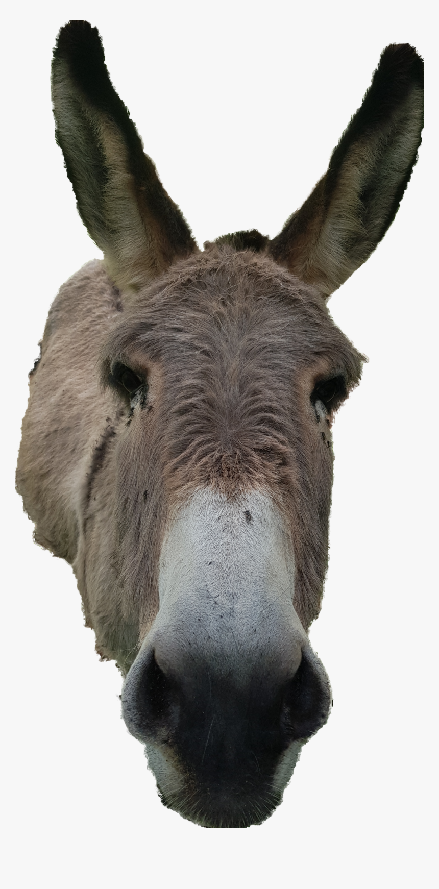 #donkey #animals #asino #friend - Burro, HD Png Download, Free Download