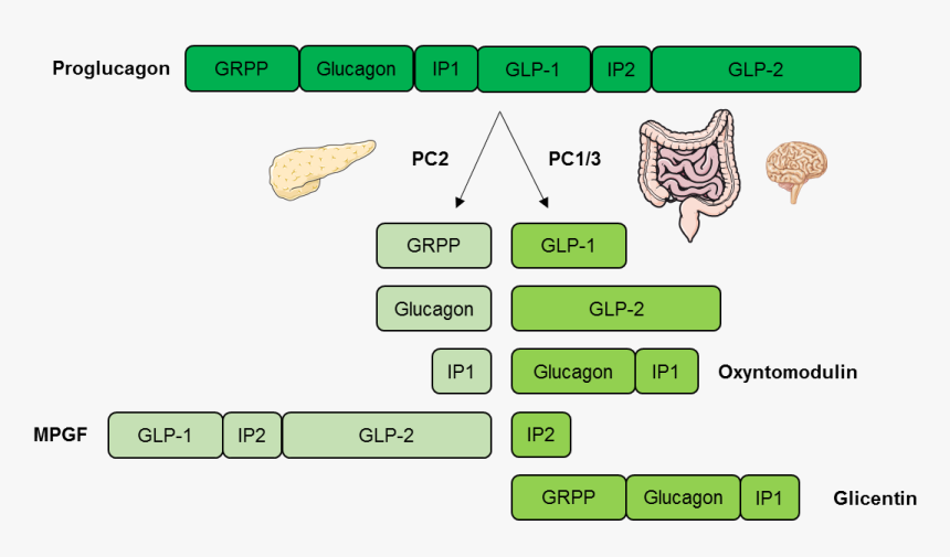 Glucagon Mechanism Of Action, HD Png Download, Free Download