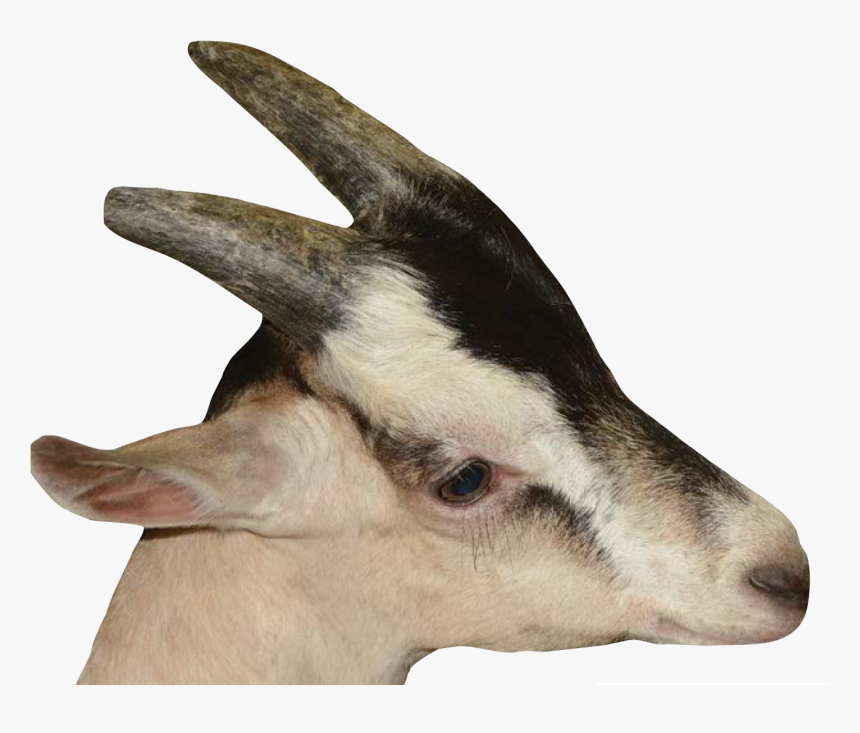 Deer , Png Download - Deer, Transparent Png, Free Download