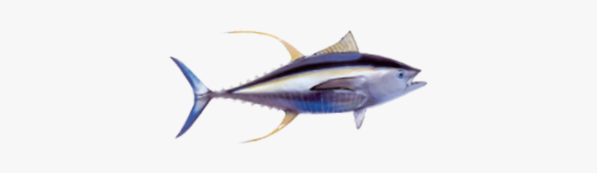 Atlantic Bluefin Tuna, HD Png Download, Free Download