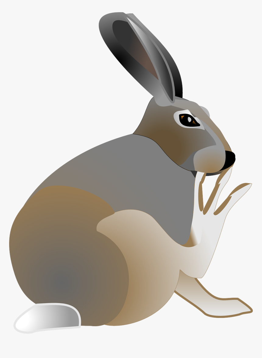 Rabbit Free Vector - Clip Art Jack Rabbit, HD Png Download, Free Download