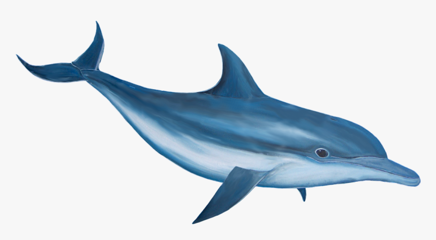 Marlin - Dolphin Png, Transparent Png, Free Download