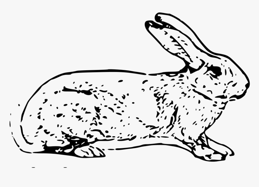 Belgian Rabbit Svg Clip Arts - White Rabbit Copyright Free, HD Png Download, Free Download