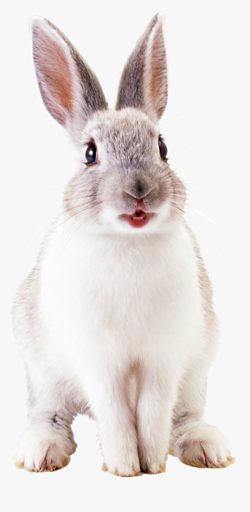 Png Picture Of A Rabbit - Cute Rabbit Png, Transparent Png, Free Download