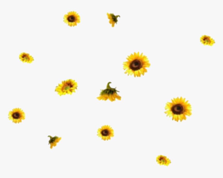 Aesthetic Sunflower Png Image Background Aesthetic Backgrounds