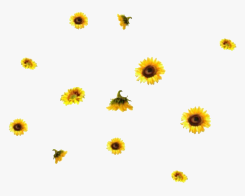 Aesthetic Sunflower Png Image Background Aesthetic Backgrounds Png Transparent Png Kindpng