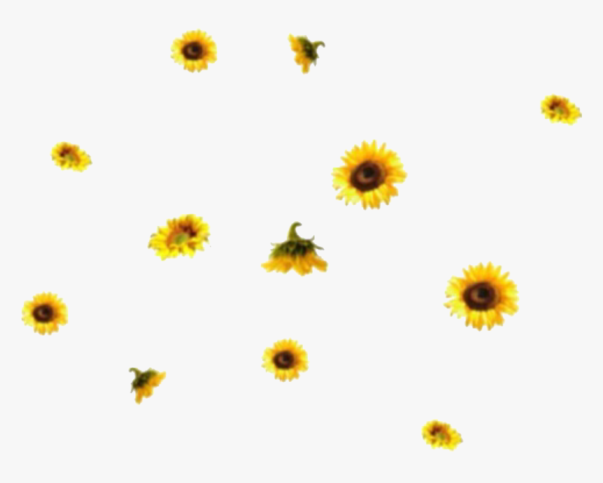 Aesthetic Sunflower Png Image Background - Aesthetic Backgrounds Png, Transparent Png, Free Download