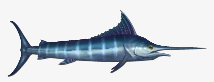 Marlin Are A Common Fish That Can Be Found At The Bottom - Swordfish, HD Png Download, Free Download