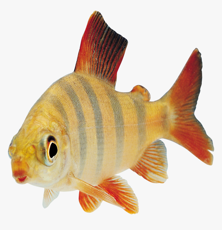 Doge Fish, HD Png Download, Free Download
