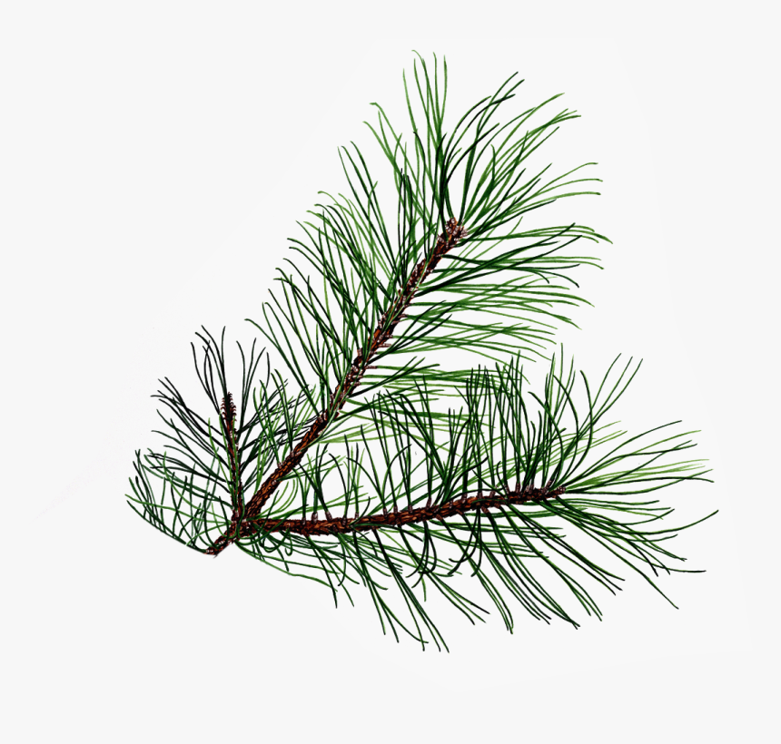 Pine Tree Leaf, HD Png Download, Free Download