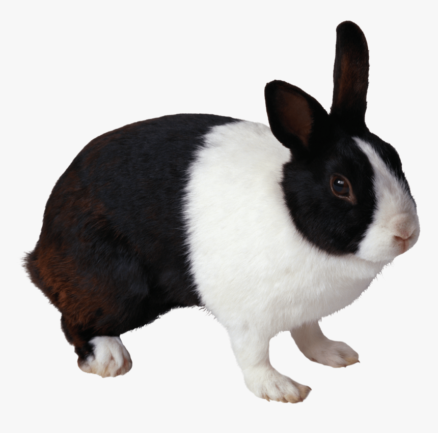 Rabbit Png Free Download - Black And White Rabbit Png, Transparent Png, Free Download