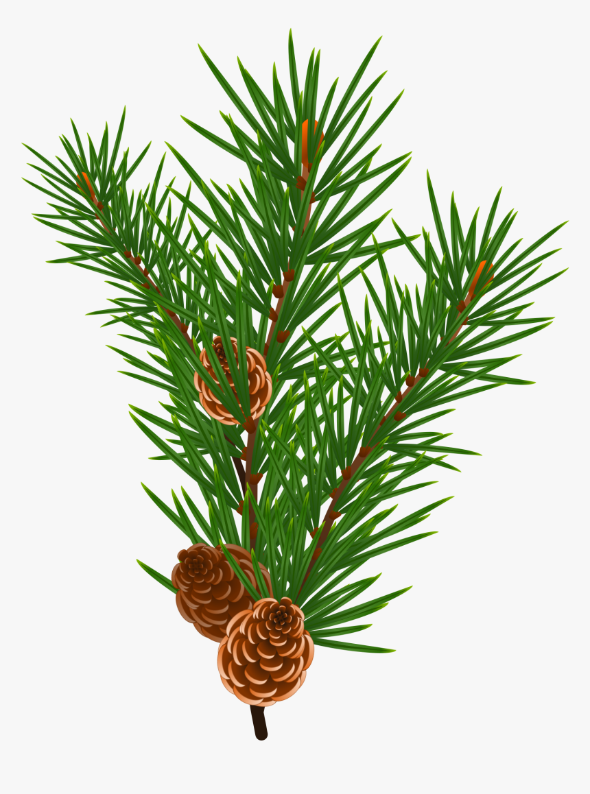 Berries With Pine Bough - Christmas Tree Branch Vectors, HD Png Download, Free Download