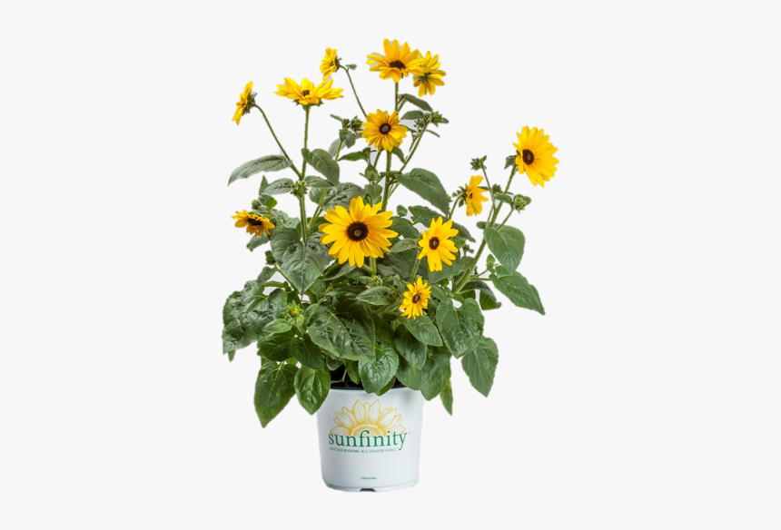 Sunflower, HD Png Download, Free Download