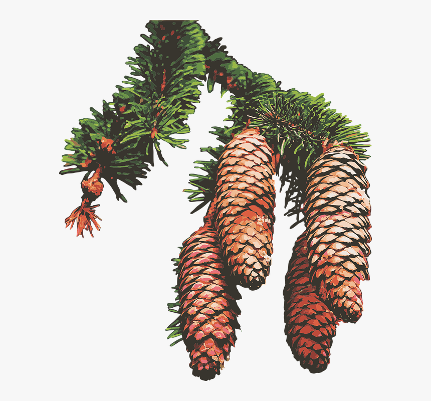 Pine Cones, Pine Trees, Pine Bough - Pine, HD Png Download, Free Download