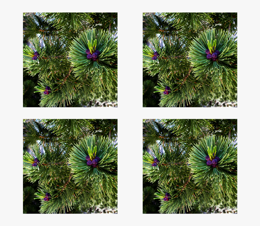 Green Pine Coasters - Lodgepole Pine, HD Png Download, Free Download