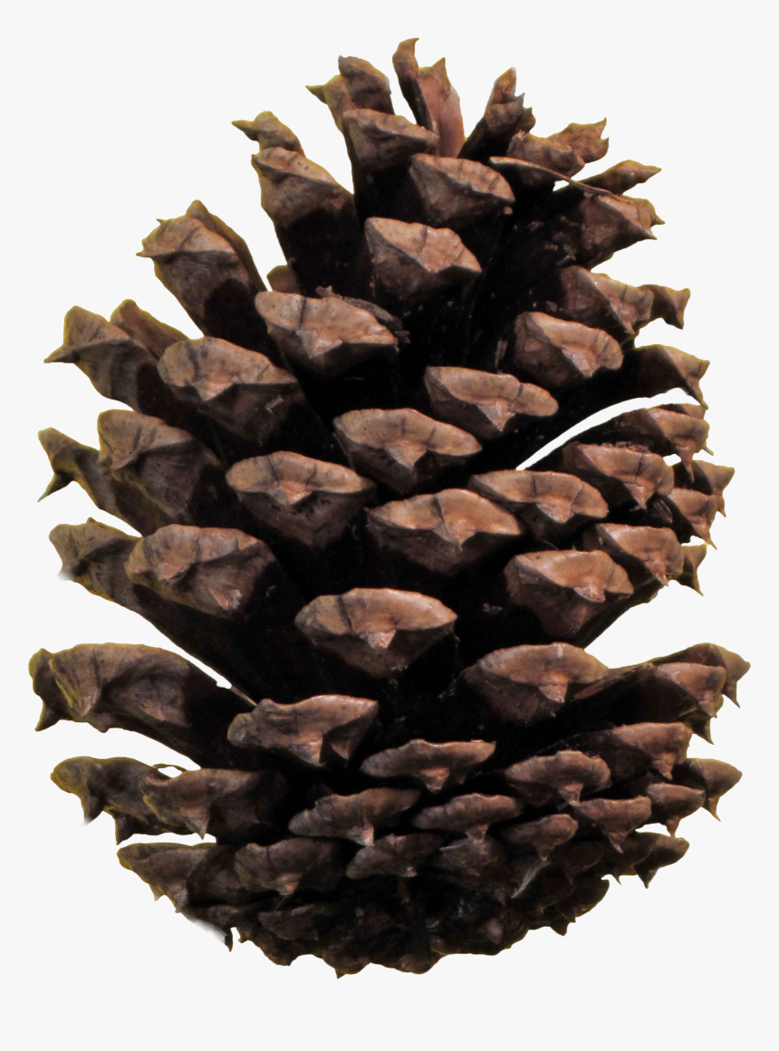 Pine Cone Png, Transparent Png, Free Download