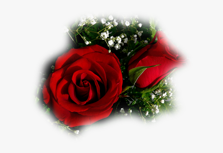 Flor Rosa Vermelha Aberta E Um Bot鉶 No Jardim Fot - Rose On Valentines ...