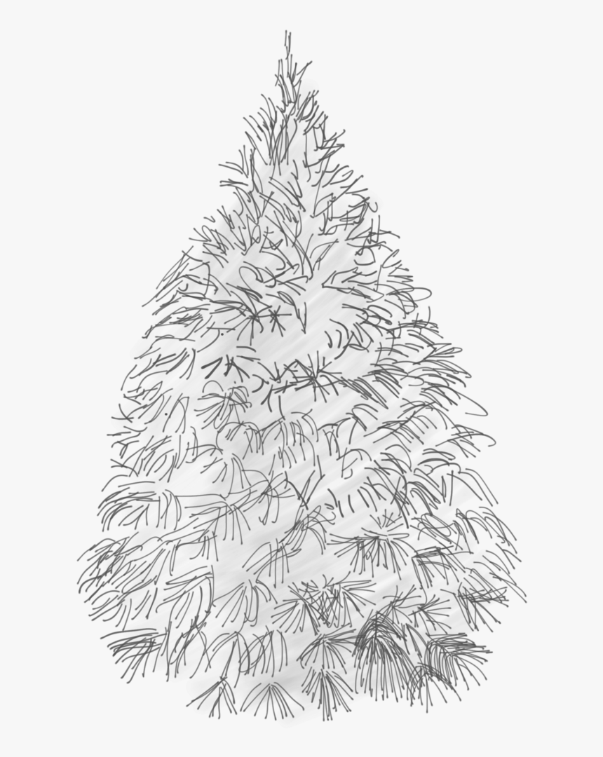 White Pine Sketch - Christmas Tree And White Png, Transparent Png, Free Download