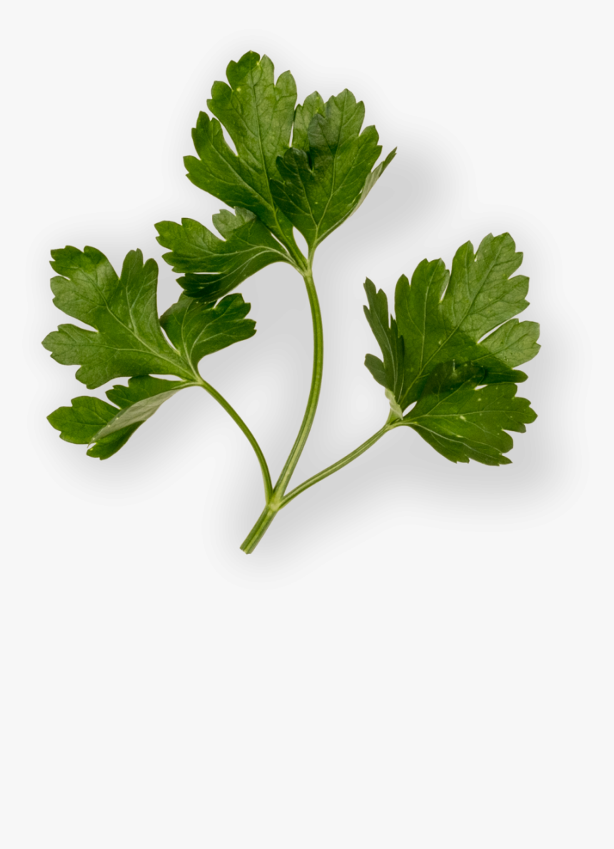 Transparent Perejil Png - Parsley, Png Download, Free Download