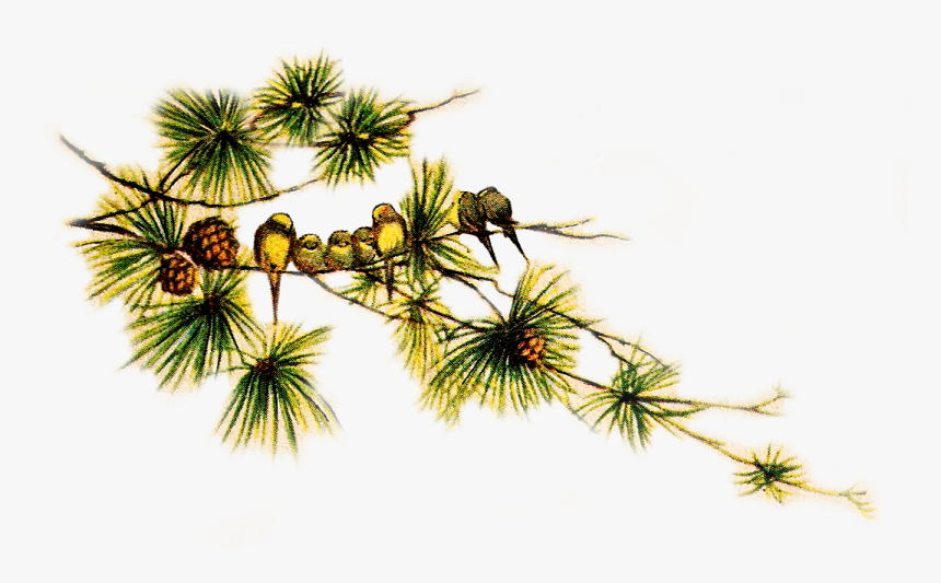 Pinecone Clipart Pine Sprig - Christmas Pinecone Transparent, HD Png Download, Free Download