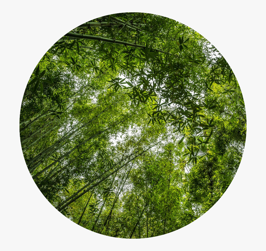 Transparent Bamboo Forest Png - Bamboo, Png Download, Free Download