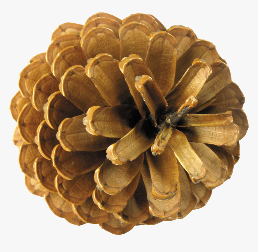 Pine Cone Top View, HD Png Download, Free Download